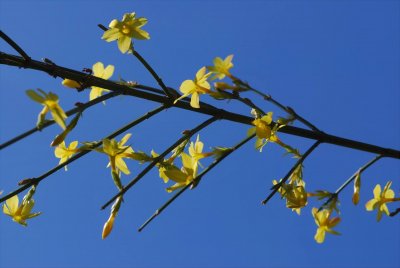Jasminum nudiflorum - jasmín nahokvětý - kvetoucí větévka